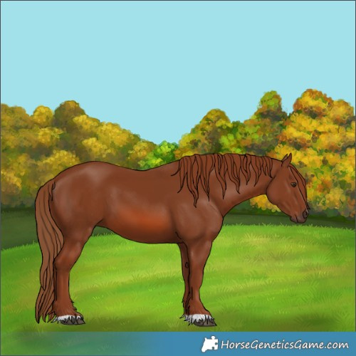 Horse Color:Chestnut 