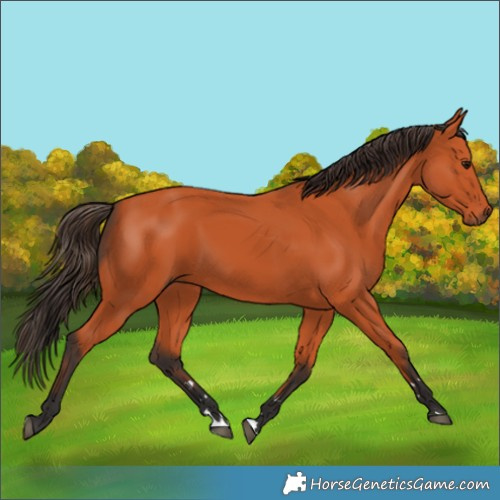 Horse Color:Unknown 