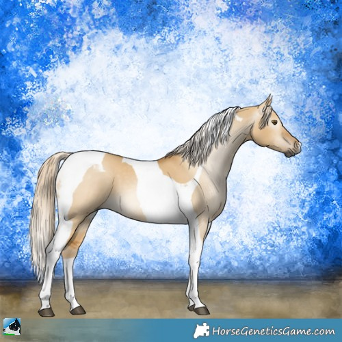 Horse Color:Gray Palomino Dun Tobiano
