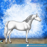 Horse Color:Gray Palomino Dun Tobiano 