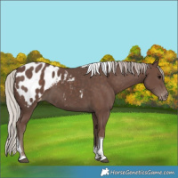 Horse Color:Silver Black Tobiano Appaloosa 