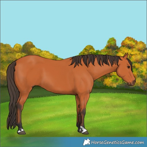 Horse Color:Bay 