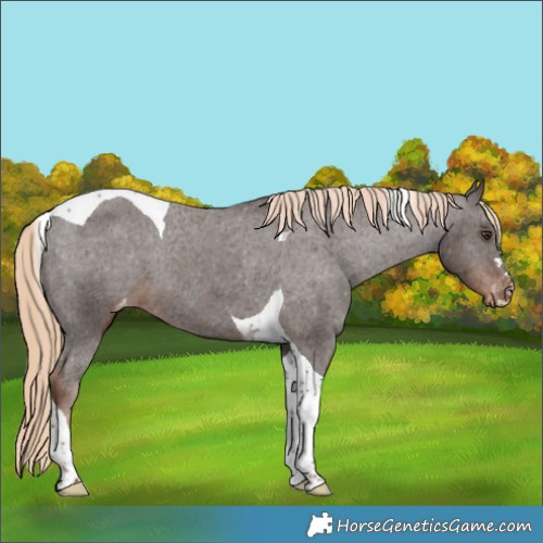 Horse Color:Liver Chestnut Tobiano Appaloosa 