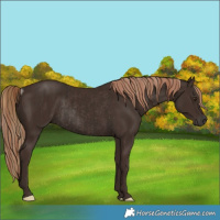 Horse Color:Liver Chestnut  and Liver Chestnut Rabicano 