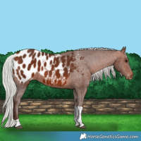 Horse Color:Silver Bay Tobiano Appaloosa 