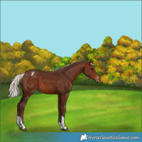 Horse Color:Silver Bay Tobiano Appaloosa 