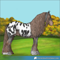 Horse Color:Liver Chestnut Tobiano Appaloosa 