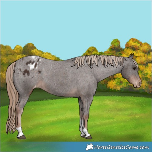 Horse Color:Liver Chestnut Tobiano Appaloosa