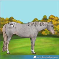 Horse Color:Liver Chestnut Tobiano Varnish