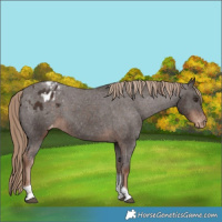 Horse Color:Liver Chestnut Tobiano Appaloosa 