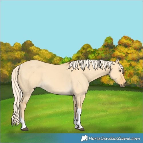Horse Color:Palomino Dun Tobiano 