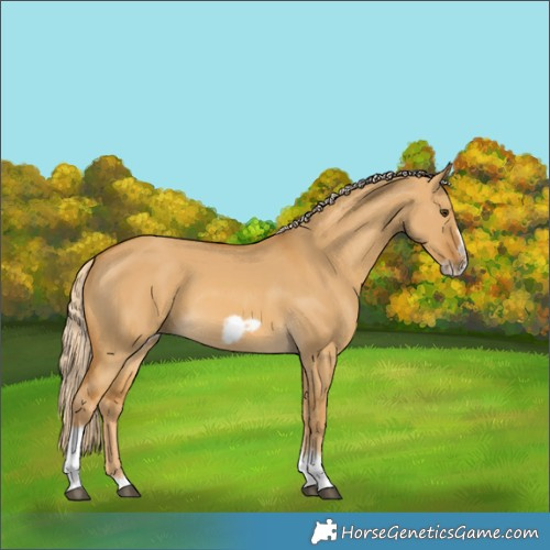Horse Color:Palomino Dun Tobiano Frame 