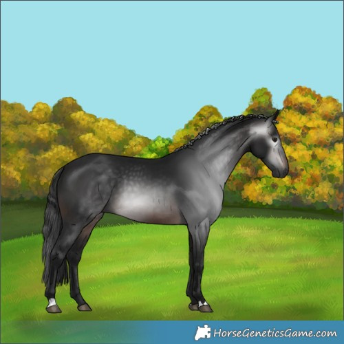 Horse Color:Gray Brown 