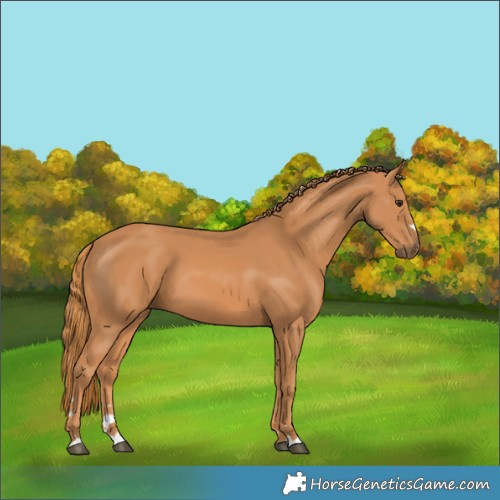 Horse Color:Chestnut 