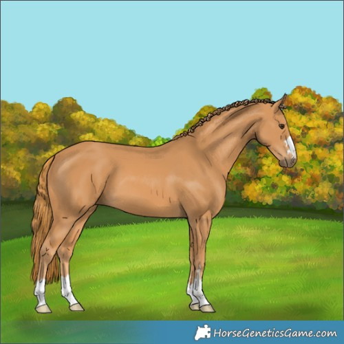 Horse Color:Chestnut 