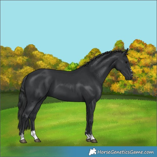 Horse Color:Black 