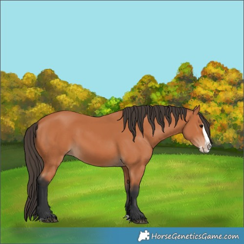 Horse Color:Bay Splash