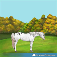 Horse Color:Liver Chestnut Tobiano Varnish 
