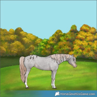 Horse Color:Liver Chestnut Tobiano Appaloosa