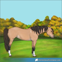 Horse Color:Bay Dun Tobiano 