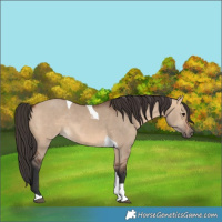 Horse Color:Bay Dun Tobiano 