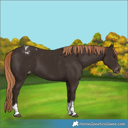 Horse Color:Liver Chestnut Tobiano Appaloosa