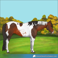 Horse Color:Brown Tobiano 