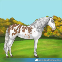 Horse Color:Chocolate Palomino Tobiano Appaloosa