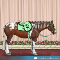 Horse Color:Silver Brown Tobiano Appaloosa 