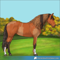 Horse Color:Chestnut and Bay