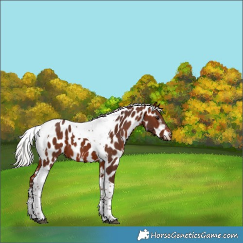 Horse Color:Silver Bay Tobiano Appaloosa 