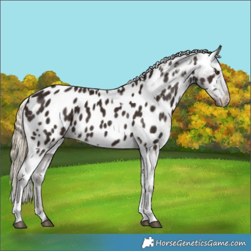 Horse Color:Liver Chestnut Tobiano Appaloosa 