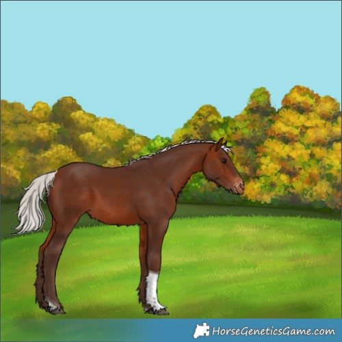 Horse Color:Silver Bay Tobiano Appaloosa 