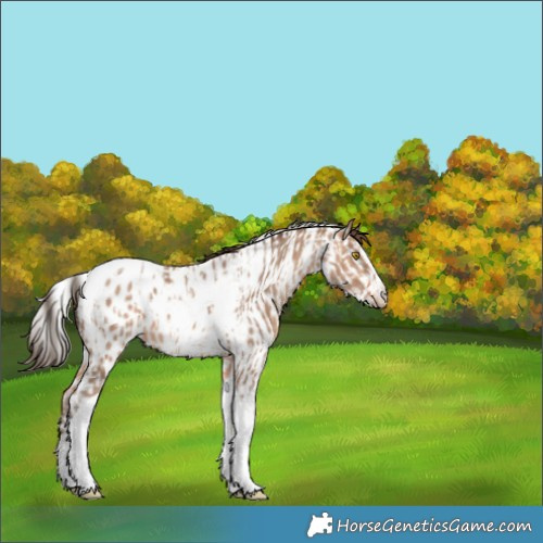 Horse Color:Amber Champagne Sabino Tobiano Appaloosa  and Amber Champagne Sabino Tobiano Appaloosa 