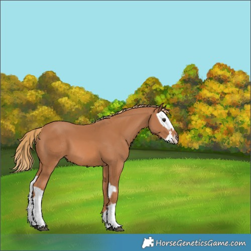 Horse Color:Chestnut and Chestnut Splash