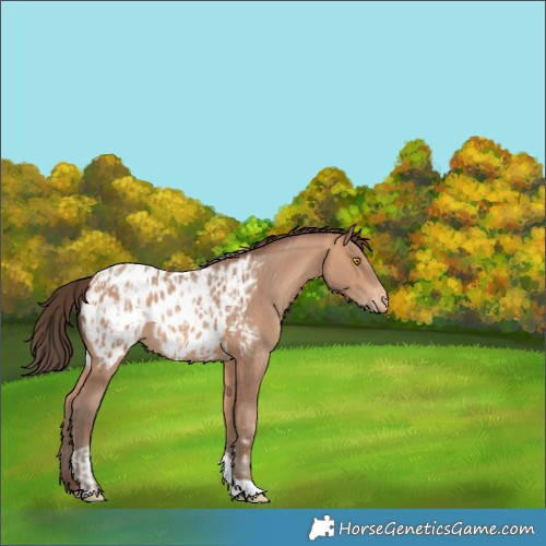 Horse Color:Amber Champagne Sabino Tobiano Appaloosa  and Amber Champagne Sabino Tobiano Appaloosa 