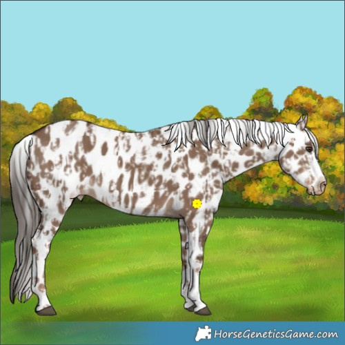 Horse Color:Liver Red Dun Sabino Splash Appaloosa  and Liver Red Dun Sabino Appaloosa 
