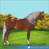 Horse Color:Silver Bay Tobiano Appaloosa 