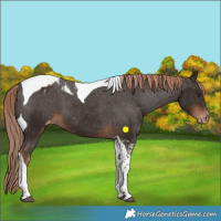 Horse Color:Liver Chestnut Tobiano Appaloosa 