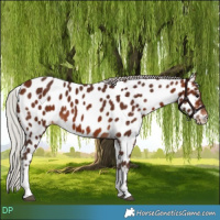 Horse Color:Silver Bay Tobiano Appaloosa 