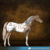 Horse Color:Chocolate Palomino Tobiano Appaloosa 
