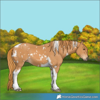 Horse Color:White Spotted Chestnut Tobiano 