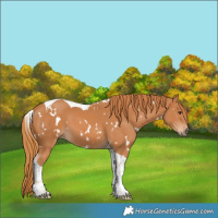 Horse Color:White Spotted Chestnut Tobiano 