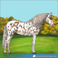 Horse Color:Chocolate Palomino Tobiano Appaloosa