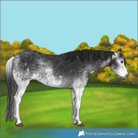 Horse Color:Gray White Spotted Black  and Gray White Spotted Black Splash 