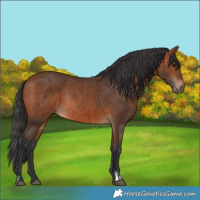 Horse Color:Bay Rabicano and Bay Rabicano