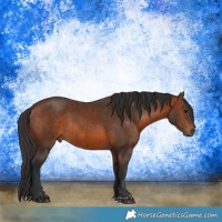 Horse Color:Brown Rabicano  and Brown Rabicano 
