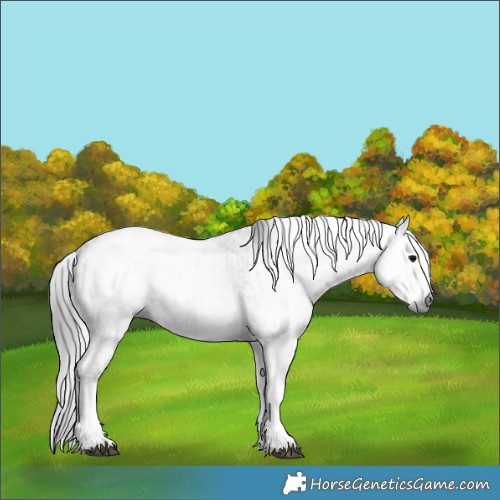 Horse Color:Gray White Spotted Black and Gray White Spotted Black