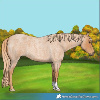 Horse Color:Red Roan 
