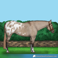 Horse Color:Liver Red Dun Tobiano Appaloosa